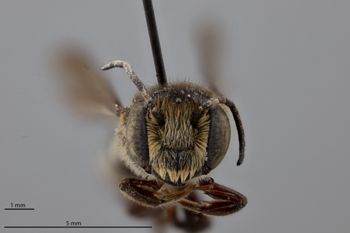 Media type: image;   Entomology 791060 Aspect: head frontal view